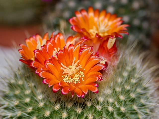 Tucson, Arizona