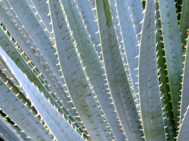 Tucson, Arizona