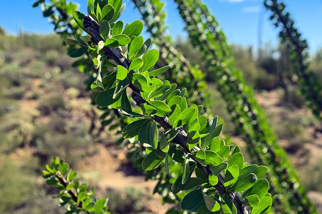 Tucson, Arizona