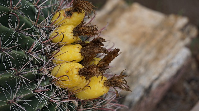 Tucson, Arizona
