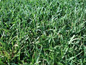 lawn-care-landscaping-640x480-65642358.jpeg