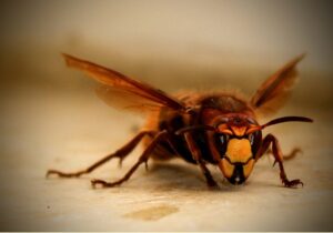 pest-control-tucson-640x480-16118007.jpeg