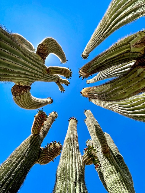 arizona-640x480-16386873.jpeg