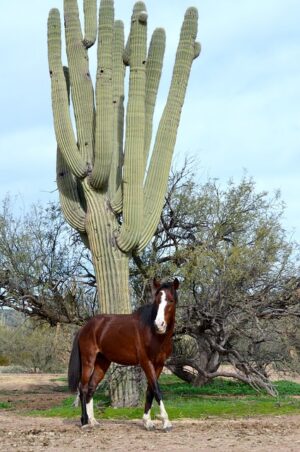 arizona-640x480-50487511.jpeg