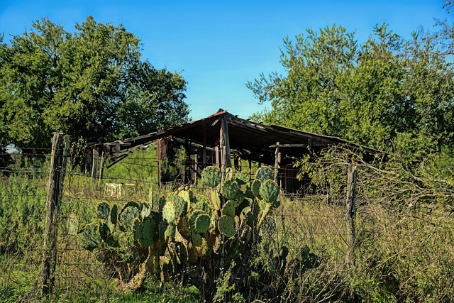 austin-640x480-9196100.jpeg