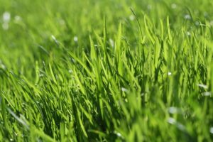 lawn-care-landscaping-640x480-25832576.jpeg