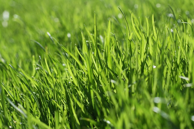 lawn-care-landscaping-640x480-25832576.jpeg