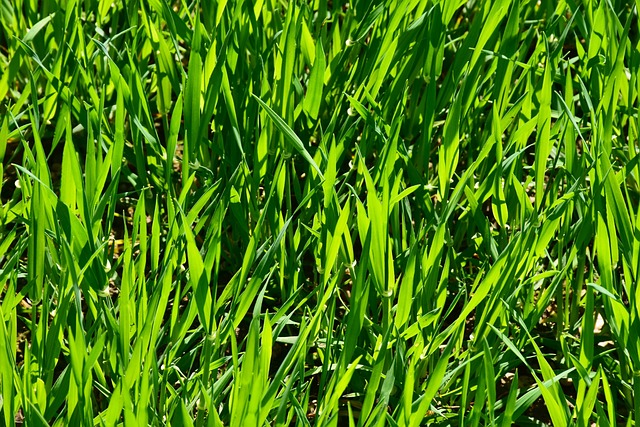 Lawn Care, Landscaping