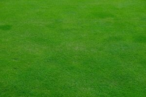 lawn-care-landscaping-640x480-76343321.jpeg
