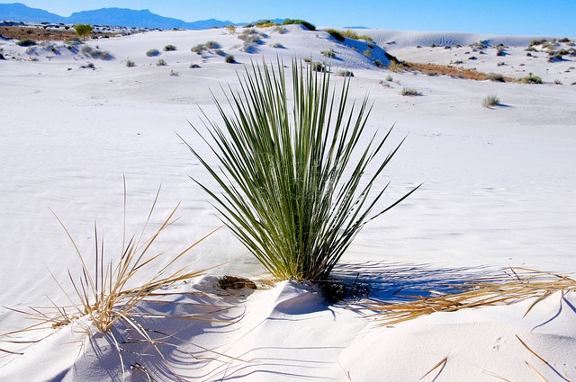 New Mexico