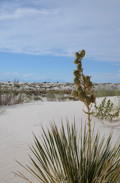 New Mexico