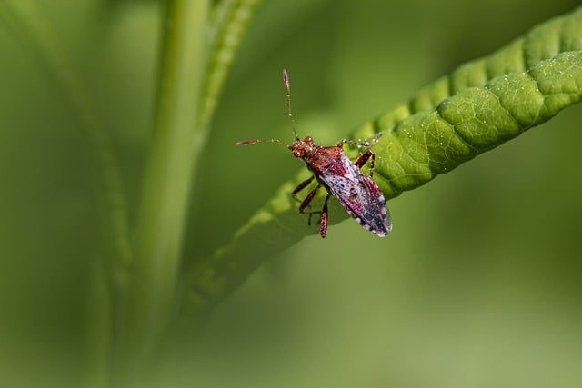 Integrated Pest Management and Eco-Friendly Solutions for Health-Conscious Pest Control
