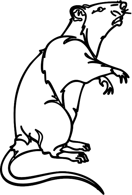Pest Control, bugs, rodents