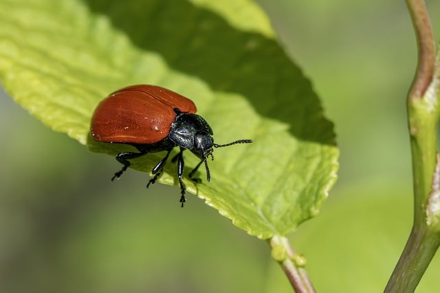 Customized Home Pest Protection: Year-Round Strategies by Pest Control Services
