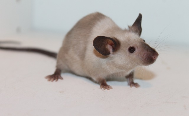Pest Control, bugs, rodents
