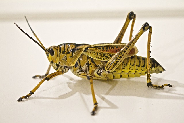 Mastering Household Insects: A Guide for Homeowners and Pest Control Services