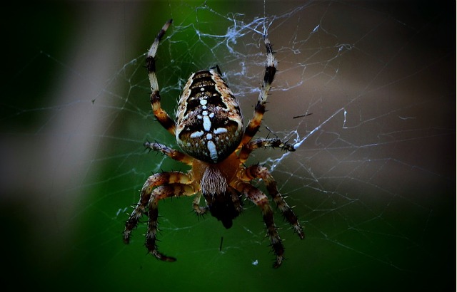 Pest Control, Tucson