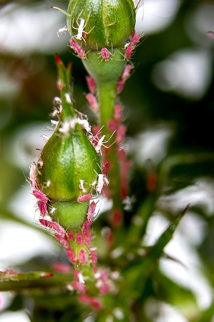 Pest Control, Tucson