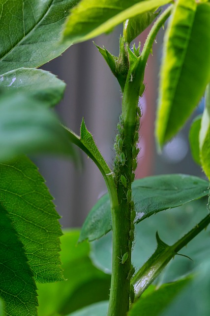 pest-control-tucson-640x480-6016044.jpeg