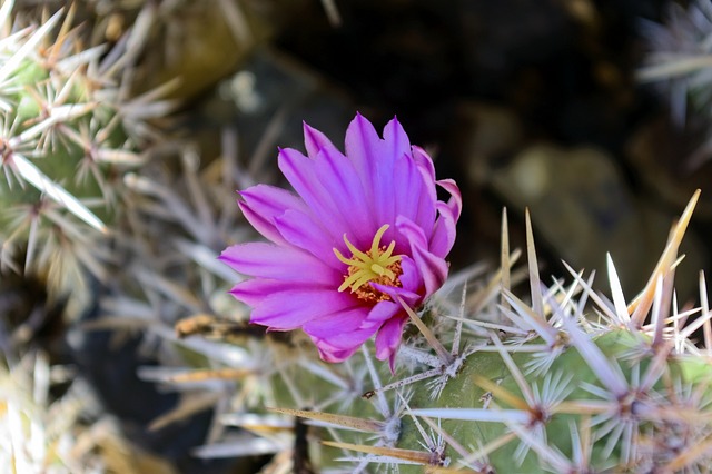 Pest Control, Tucson