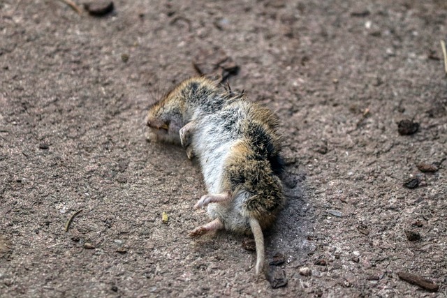 Pest Control, Tucson