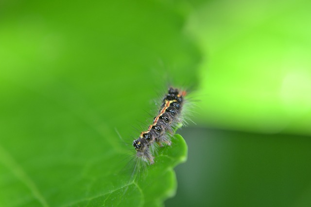 pest-control-tucson-640x480-96342739.jpeg