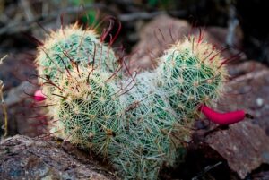 pest-control-tucson-640x480-99586341.jpeg