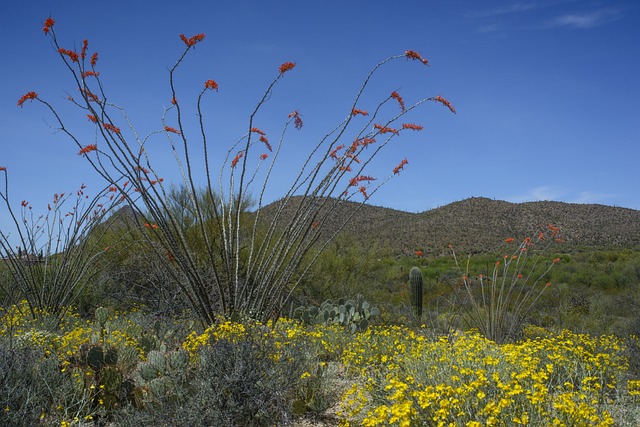 Roof Repair, Tucson