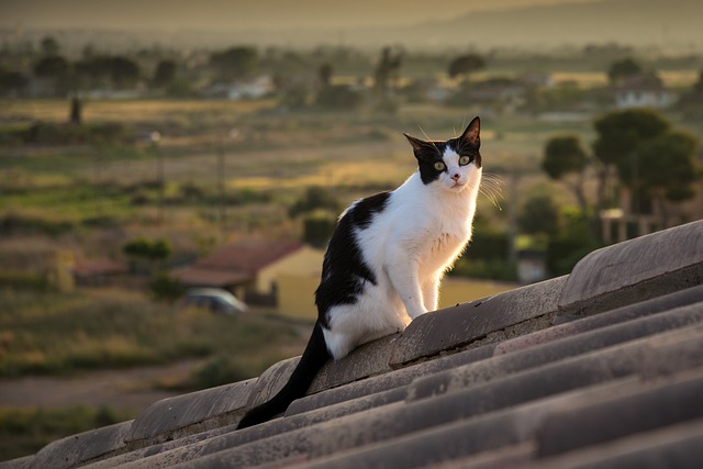 Roof Repair, Tucson