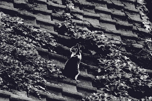 Roofing