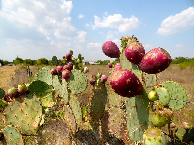 texas-640x480-46075209.jpeg