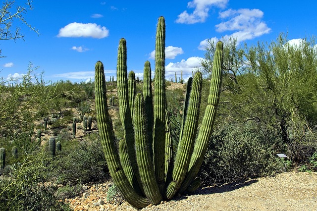 tucson-640x480-35091729.jpeg