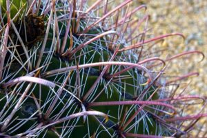 tucson-640x480-45830007.jpeg