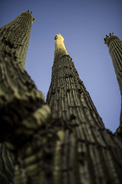 Tucson, Arizona