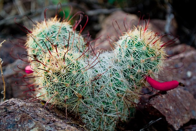 Exploring Tucson Year-Round: Festivals, Flowers, and Outdoor Adventures