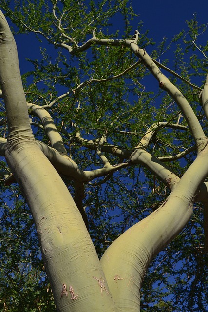 tucson-arizona-640x480-6797612.jpeg
