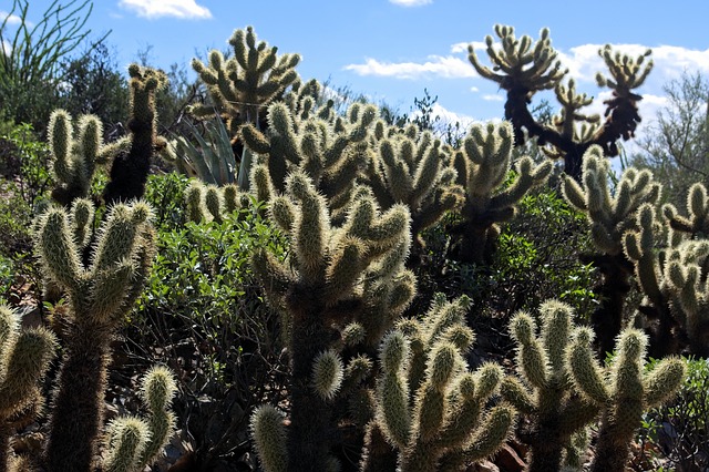 Tucson, Arizona