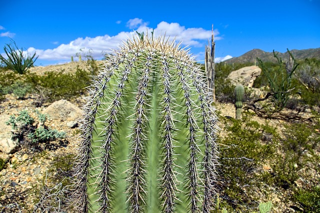 Tucson, Arizona