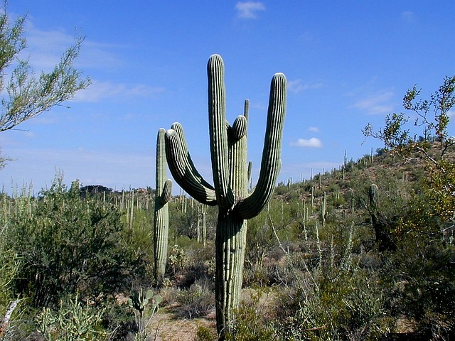 Arizona