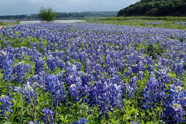 Austin