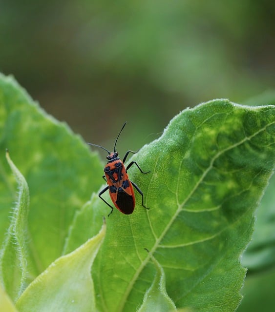 bugs