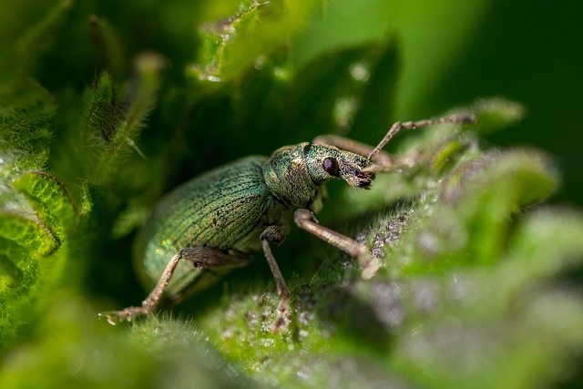 bugs