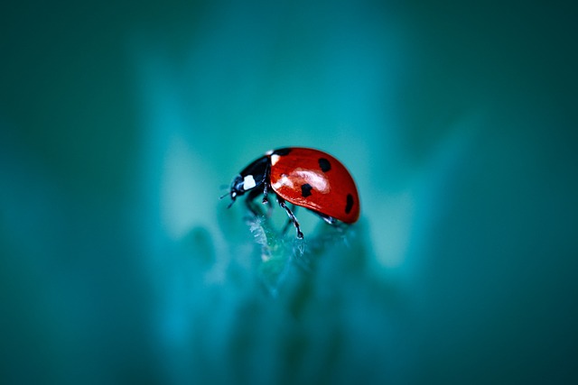Affordable Pest Control Services for Vail AZ Homes and Businesses: Your Comprehensive Guide
