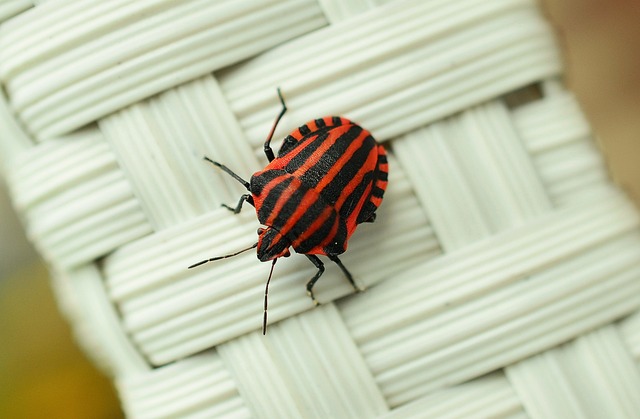 bugs