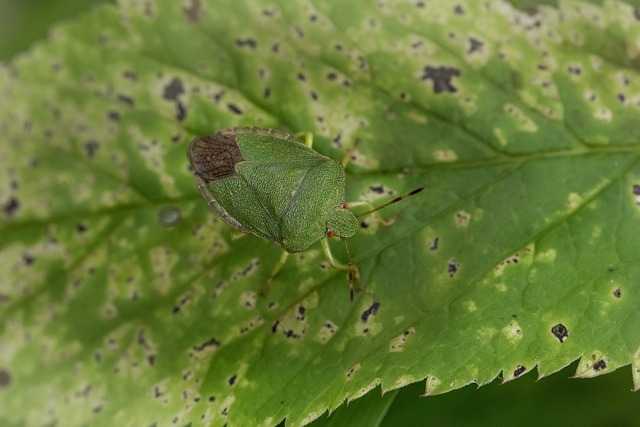 bugs