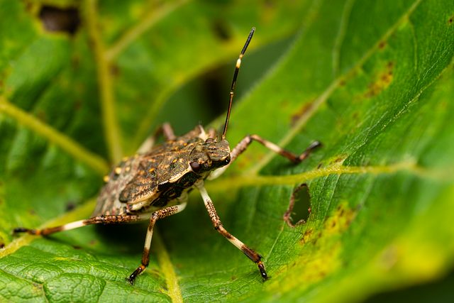 bugs-640x480-63369150.jpg