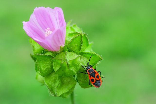 bugs