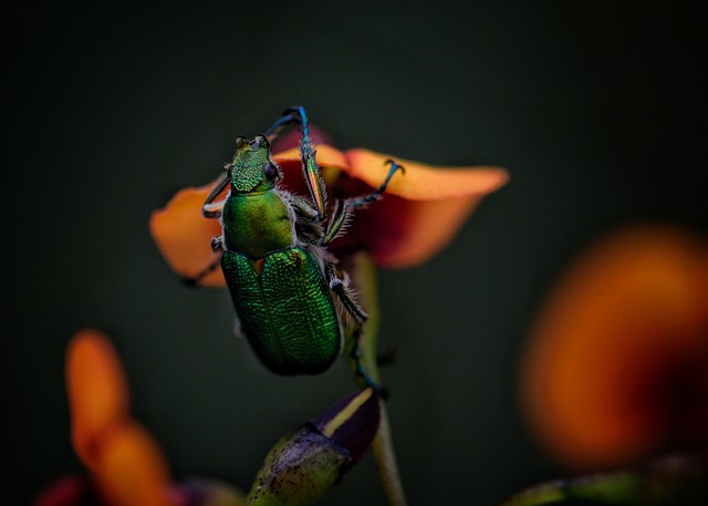 bugs-640x480-92658532.jpeg