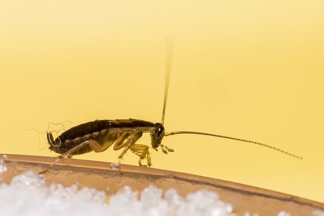 cockroach