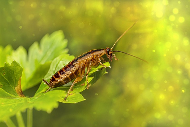 Decoding Roach Activity: Identifying and Managing an Infestation in Tucson Homes
